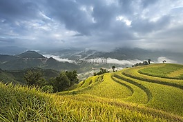 越南,露臺,米