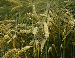谷物,性質(zhì),農(nóng)業(yè)