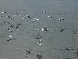 海鷗,鳥,海