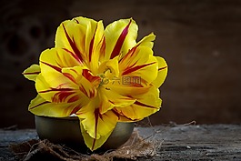 郁金香,花,紅色