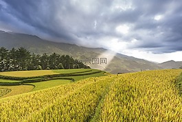 越南,露臺(tái),米