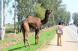 印度,街道哺乳動物,駱駝