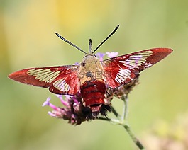 蜂鸟蛾clearwing,昆虫,clearwing
