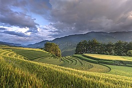 越南,露臺(tái),米