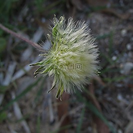 植物,野生的性質(zhì),毛花