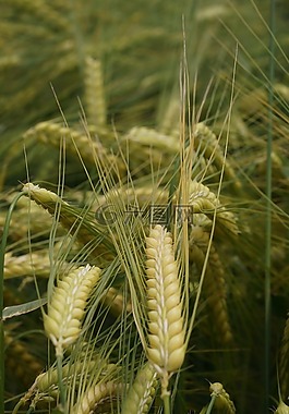 谷物,性質(zhì),農(nóng)業(yè)