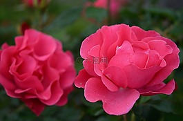 玫瑰,花,自然