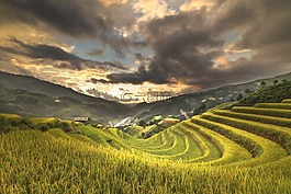 越南,露臺,米