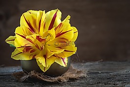郁金香,花,紅色
