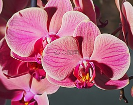 蘭花,開花,粉色