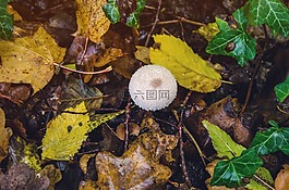蘑菇,秋季,性質(zhì)