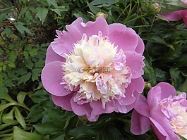 牡丹,花,开花