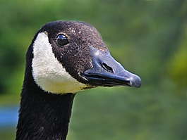 黑雁,鳥,動(dòng)物