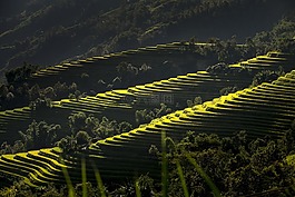 越南,露臺,米