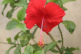 花,槿,中國玫瑰