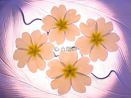 鲜花,花的花瓣,primelchen