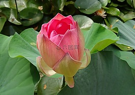 蓮花,花,粉紅色