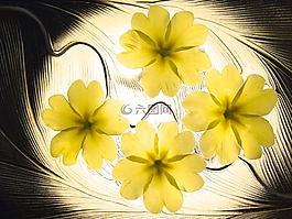 鲜花,花的花瓣,primelchen