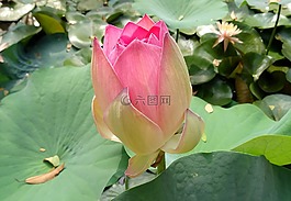 蓮花,花,粉紅色