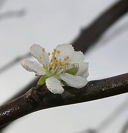 露水,開花,自然