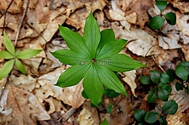 葉,自然,植物