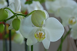 蘭花,白,花