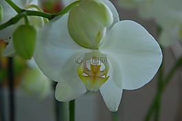 蘭花,白,花