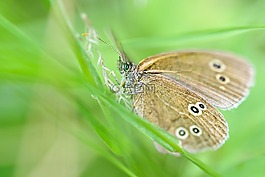 蝴蝶,昆蟲(chóng),宏