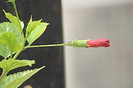芽,成長,植物
