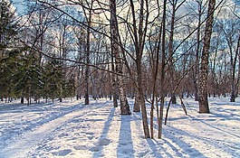 公園,冬季,太陽