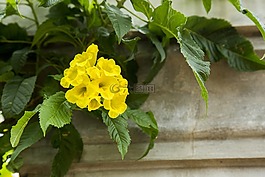花,黃色,自然