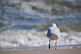 海鷗,鳥(niǎo),海