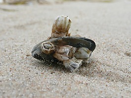 外殼,沙,海灘