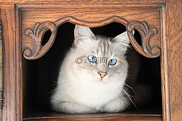 貓,緬甸,神圣 birman