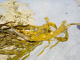 藻類,海,砂