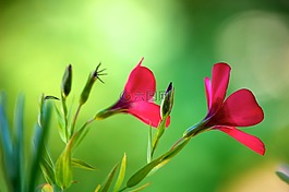 花,自然,花園