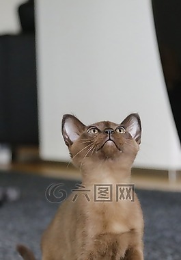 貓,國內(nèi)的貓,緬甸語