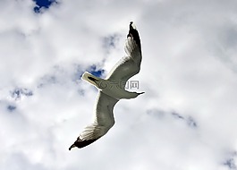 海鷗,飛行,鷗