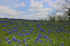 野花,bluebonnets,德州