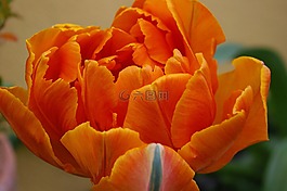 郁金香,花瓣,春天