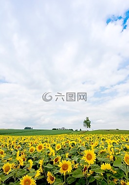 日本,北海道,美瑛