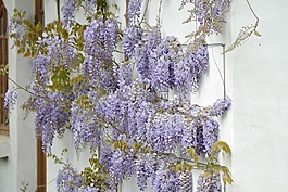 紫藤,春天,花卉