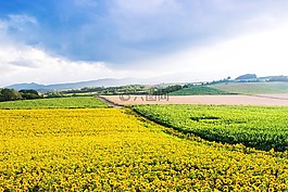 日本,北海道,美瑛