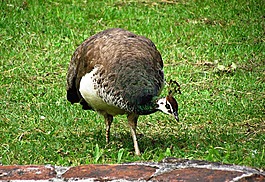 孔雀,鳥,性質(zhì)