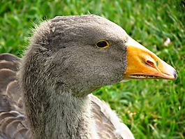 鵝,鳥,性質(zhì)