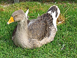 鵝,鳥,性質(zhì)