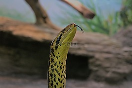 軟管,舌頭,動(dòng)物