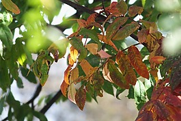 秋,葉子,紅色