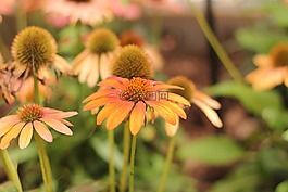 coneflower,松果菊,花