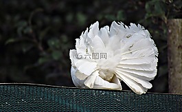 鴿子,白,尾巴